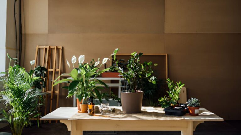 Indoor Plants for Beginners